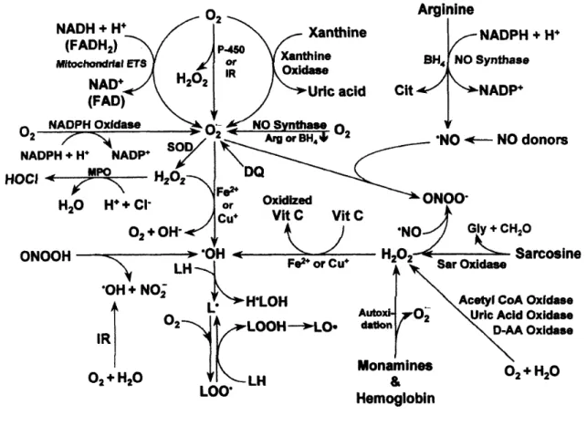 Figure 1.1. Production of reactive oxygen and nitrogen species in mammalian cells (Fang  et  al.,  2002)