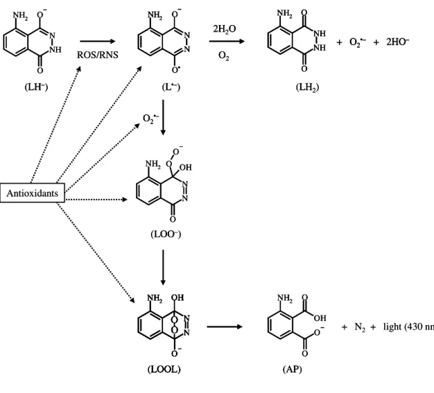 Figure 1.5.  Mechanism of luminol oxidation induced by reactive species (ROS/RNS) and  antioxidant  inhibition  pathways  (Giokas  et  al