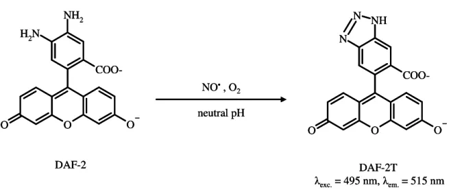 Figure  1.6.   Formation of the highly fluorescent  compound triazolofluorescein (DAF-2T)  from 4,5-diaminofluorescein (DAF-2) and NO •  in the presence of O 2 