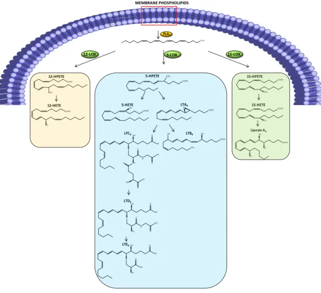 FIGU RE  14   –   LOX  pathway. PLA 2   hydrolyzes m embrane phospholipids, originating arachidonic acid