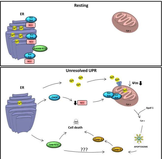 Figu re  17 –   Major pathways connecting ER stress and apoptosis.