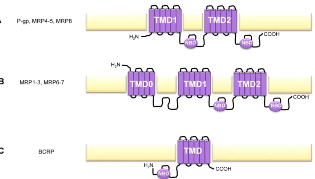 Figure  2.  Predicted  membrane  topology  for  the  human  ABC  transporters  P-gp,  MRP1-8  and  BCRP