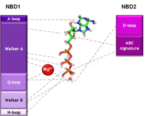 Figure 5. Scheme showing residues in conserved subdomains of NBD1 and NBD2 of human P-gp  interacting with ATP