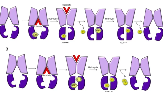 Figure  7. ATP hydrolysis  model (A) and ATP switch model (B). Light purple areas represent the  TMD, and dark purple areas represent the NBD (adapted 72, 84 )
