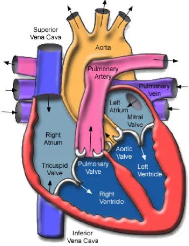 Figure 6 - The human heart is represented with its four internal chambers: two atria and  two ventricles