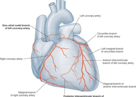 Figure 7 - Representation of the main coronary vascular system of the heart. Note the  greatest area of the heart irrigated by the left coronary artery (adapted from Seeley,  2003)