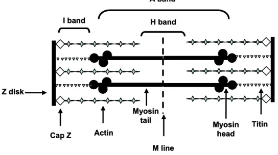 Figure 9 - Representative figure of the structure of the muscle’s sarcomere. The  sarcomere is divided into several bands according to the main contractile proteins that  form it