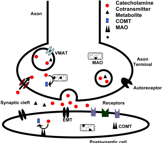 Figure 3 - Storage, release and metabolism of catecholamines in the nerve endings of  catecholaminergic neurons