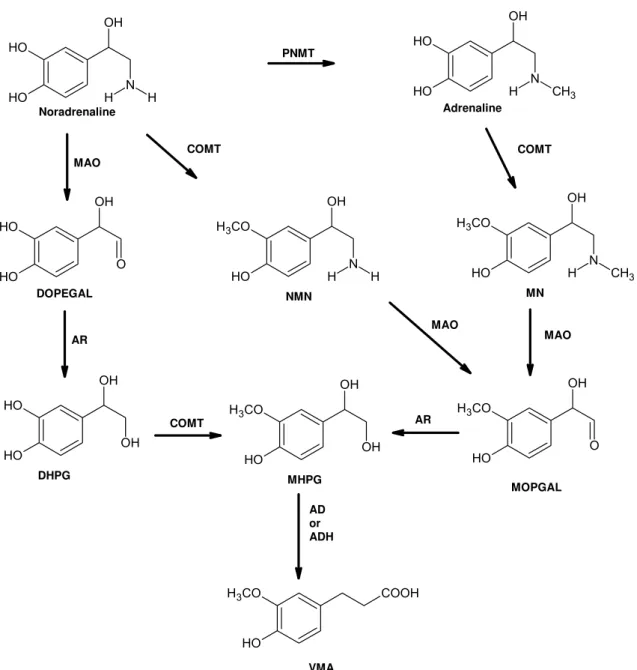 Figure 4 - Representative pathway of adrenaline (ADR) and noradrenaline (NA)  metabolism