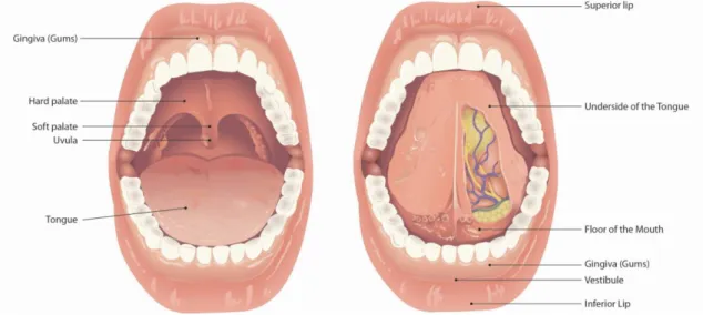 Figure 3: Schematic representation of the anatomy of the oral cavity. 