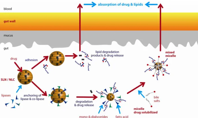 Figure  6:  Schematic  representation  of  the  mechanisms  of  intestinal  absorption  of  drugs from lipid nanoparticles