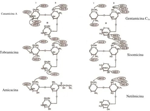 Figura 1.2 – Locais de inactivação enzimática em vários aminoglicosídeos (adaptado de  [2])