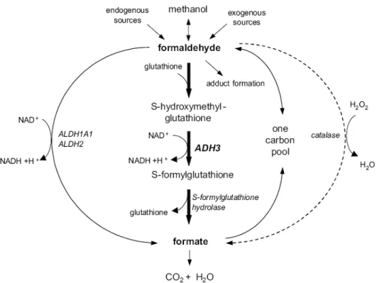 Figura 6. Metabolismo do formaldeído 8