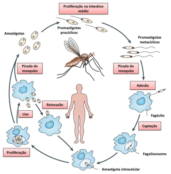 Figura 1. Ciclo de vida dos parasitos das espécies de  Leishmania. Adaptado de  (KAYE; SCOTT, 2011) 