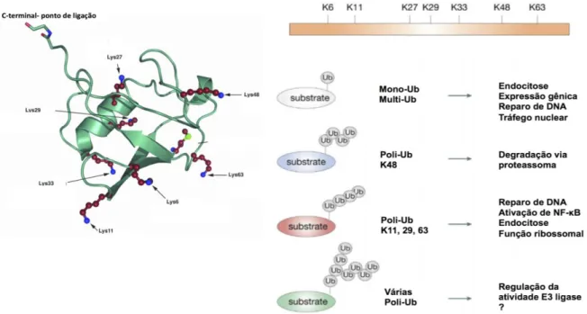 Figura  3.  Estrutura  representativa  da  ubiquitina,  formação  de  cadeias  ligadas  via diferentes resíduos de lisina e efeito destas cadeias, ligadas ao substrato,  em diferentes processos celulares
