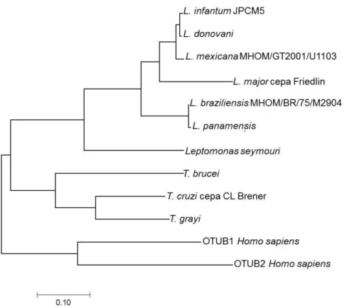 Figura 7. Relações evolutivas das otubaínas de diferentes espécies da família  Trypanosomatidae  e  da  espécie  Homo  sapiens