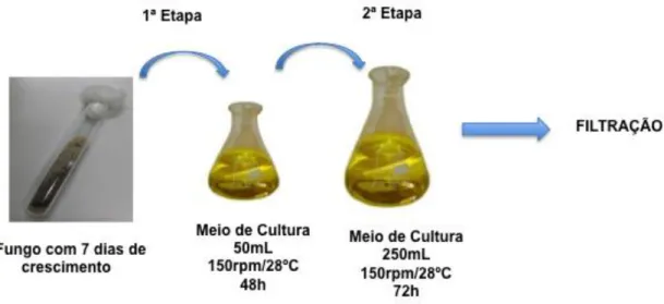 Figura  3.  Cultivo  do  fungo  Phomopsis  sp.  em  cultura  submersa  realizado  em  2  etapas