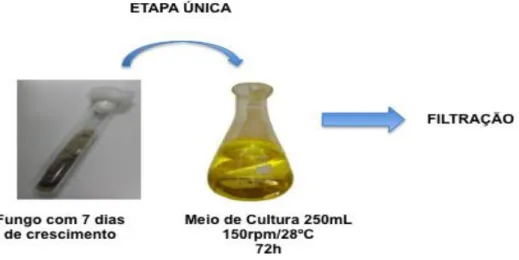 Figura  4.  Cultivo  do  fungo  Phomopsis  sp.  em  cultura  submersa  realizado  em  1  etapa