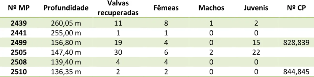 Tabela  8  – Distribuição  quantitativa  das  valvas  de  Cyprideis  aff.  graciosa  recuperadas  na  perfuração 1-AS-33-AM a partir dos seus níveis de ocorrência