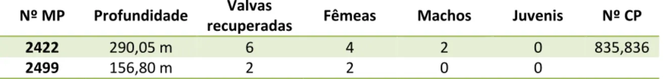 Tabela  11  – Distribuição  quantitativa  das  valvas  de  Perissocytheridea  sp.  A  recuperadas  na  perfuração 1-AS-33-AM a partir dos seus níveis de ocorrência