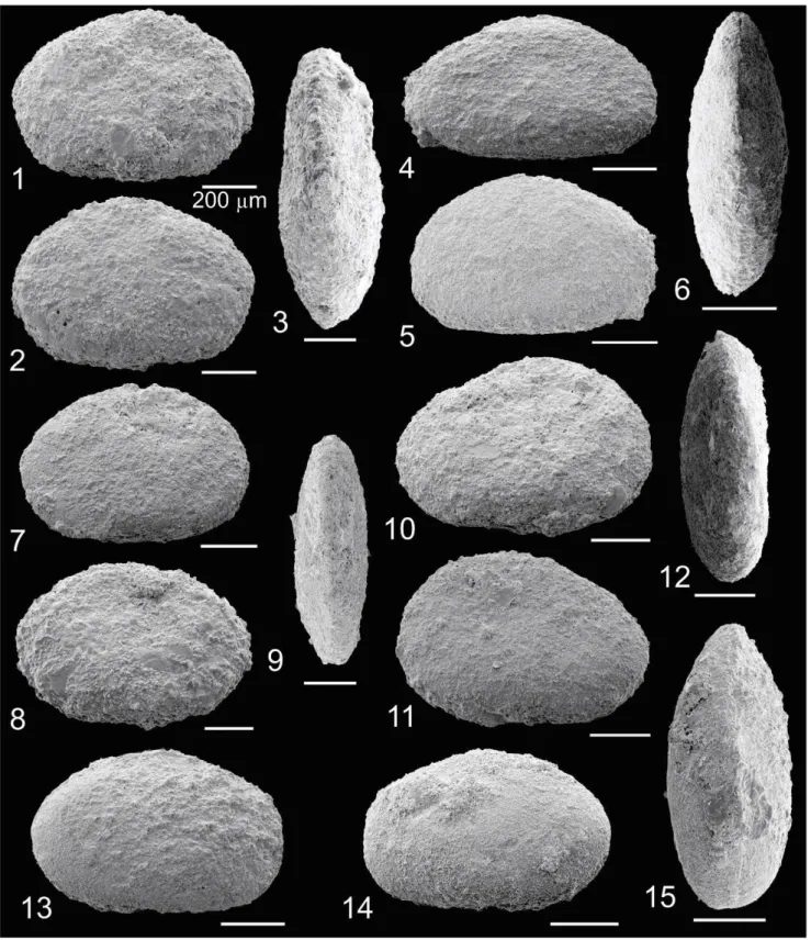 Figura 9. 1-3. Harbinia aff. Harbinia angulata (Krömmelbein &amp; Weber, 1971). 1-3. Molde interno  da carapaça (CP-855), vistas laterais direita (VLD) e esquerda (VLE) e dorsal (VD)