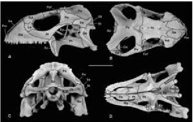 Figura 1  –  Fotografias  do  crânio  de  I. iguana iguana  adulta em vista lateral (A), dorsal (B), caudal (C) e  ven-tral (D)