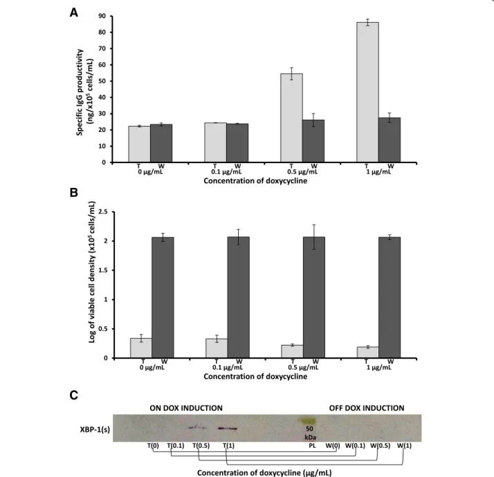 Figure 3 The specific IgG productivity (A), log of viable cell density (B) and western blot analysis of nuclear extracts (C) from the IgG-T-Rex-XBP-1(s) cells grown at 30°C under 0 μg/mL, 0.1 μg/mL, 0.5 μg/mL or 1 μg/mL DOX for seven days (treated, t) and 