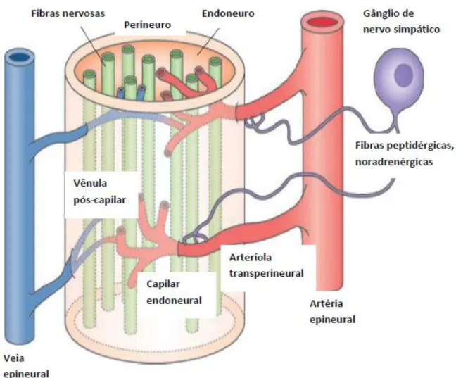 Figura  5.  Ilustração  do  microambiente  em  que  ocorre  o  suprimento  vascular  de  um  nervo  periférico