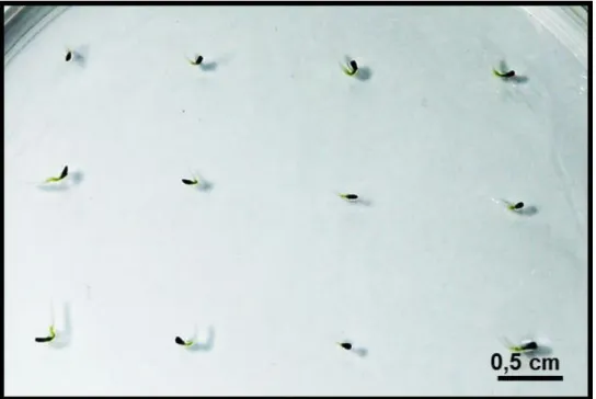 Figura 5: Fase de emissão de radícula na germinação das sementes de Piper. 