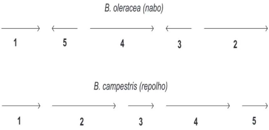 Figura 1.1: Genomas de duas esp´ecies de plantas, onde cada n´ umero denota um bloco de genes, e as setas indicam as orienta¸c˜oes relativas dos blocos de uma esp´ecie em rela¸c˜ao `a outra [25].