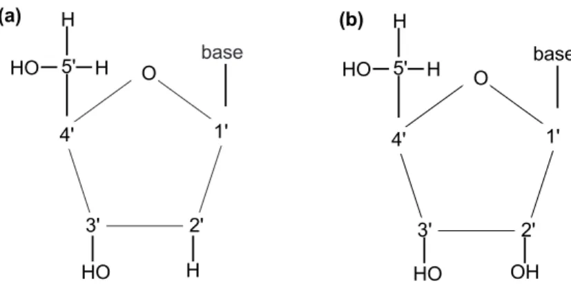 Figura 1.2: (a) O a¸c´ ucar desoxirribose. (b) O a¸c´ ucar ribose. Os s´ımbolos 1’ a 5’