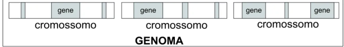 Figura 1.6: Vis˜ao esquem´atica dos genes dentro dos cromossomos e dos cromos- cromos-somos dentro do genoma