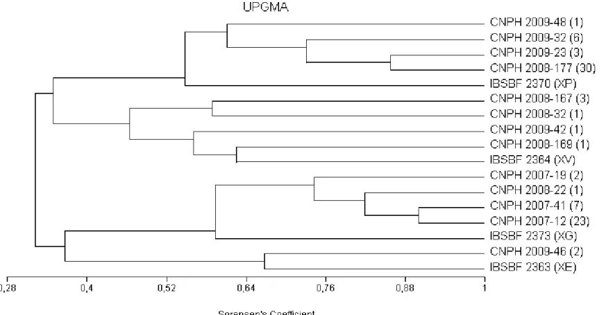 Figura  4  Dendrograma  gerado  por  UPGMA  a  partir  dos  perfis  genômicos  obtidos  REP-PCR  dos  isolados  de  Xanthomonas  spp.,  causadores  de  mancha  bacteriana  do  tomateiro