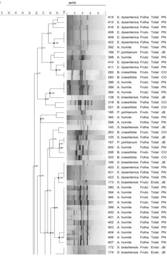 Figura 2  –  Dendograma de similaridade dos isolados de leveduras totais e endofíticas de cinco  espécies  de  plantas  nativas  do  Cerrado,  após  análise  de  agrupamento  dos  fragmentos  obtidos  pela  amplificação  de  DNA  por  MSP-PCR