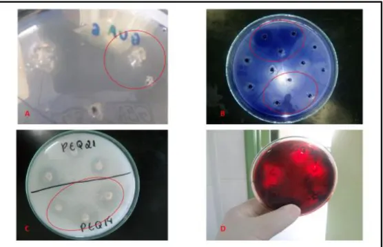 Figura 5: Testes enzimáticos de pectinase (A), amilase (B), proteinase (C) e celulase (D)  dos isolados de leveduras em frutos do cerrado