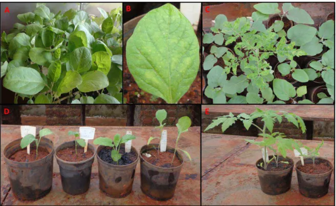 Figura  16.  A-E:  Plantas  de  acessos  de  berinjela  (Solanum  melongena)  provenientes  do  Banco  de  Germoplasma da Embrapa Hortaliças (BAG - CNPH) inoculadas via B