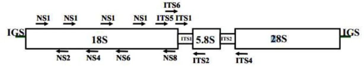 Figura  1.  Esquema  dos  três  genes  do  rDNA  e  regiões  de  espaçamento  interno  (ITS)  e   intergênicas  (IGS),  e  as  setas  representam  primers  universais  que  amplificam  regiões  codificantes e não codificantes (White et al., 1990)