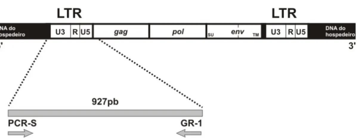 Figura  1.  Diagrama  do  provirus  do  FeLV  demonstrando  o  produto  da  PCR  obtido a partir do LTR e parte do gene gag 