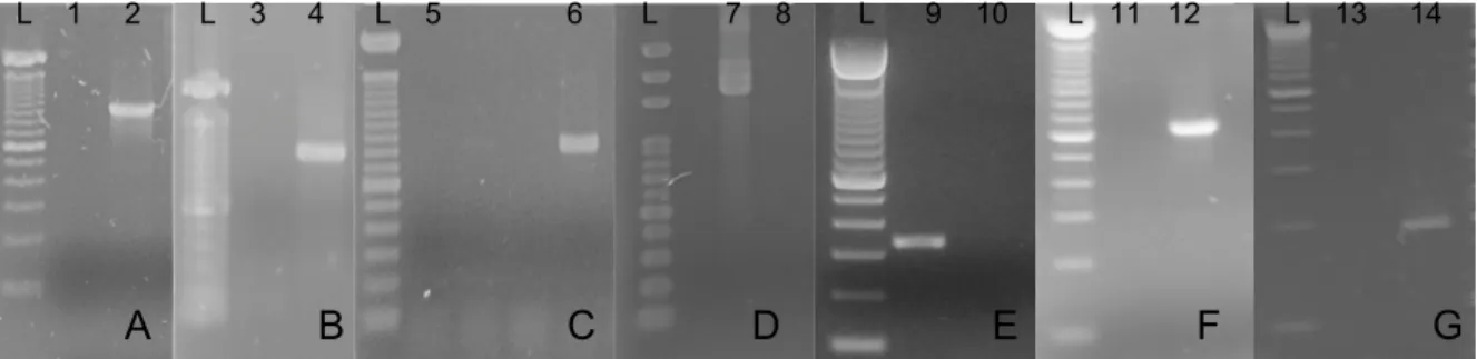 Figura 3. Eletroforese em gel de agarose corado com brometo de etídio 0,01% dos  resultados  dos  controles  positivos  das  PCRs  realizadas  (A:  PCR  FeLV,  B:  PCR  FeLV-A,  C:  PCR  FeLV-B,  D:  PCR  FeLV-C,  E:  PCR  FIV,  F:  PCR  hemoplasma,  G: 