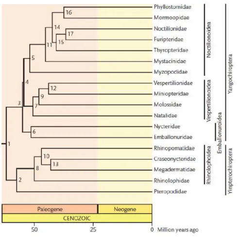 Figura 1. Árvore evolutiva da ordem Chiroptera baseada em genes nucleares e mitocondriais de quirópteros  (Teeling, 2009)