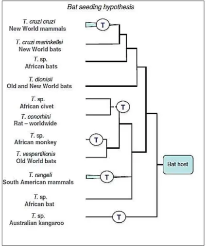 Figura 5 . “The bat seeding hypothesis” . O T. cruzi teria se originado de um tripanossoma proveniente de um  morcego