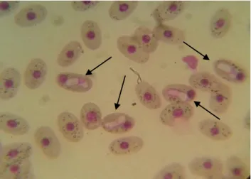 Figura 1. Eritrócitos de um cágado de barbicha (Phrynops geoffroanus) do estudo onde se  observa a presença de hemoprotozoários (setas), salientando que esses animais foram 
