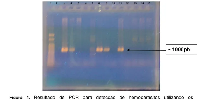 Figura  4.  Resultado  de  PCR  para  detecção  de  hemoparasitos  utilizando  os  oligonucleotídeos para detecção de hemograrinas