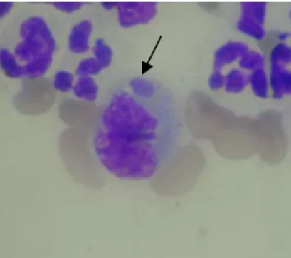 Figura 2. Mórula intracitoplasmática de E. canis (seta) em célula mononuclear canina.