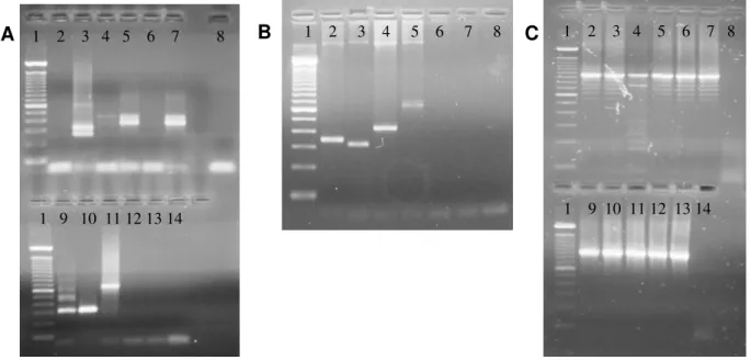 Figura 2. Resolução em gel de agarose dos produtos de PCR com primers específicos das  regiões genômicas de repetição em tandem de E