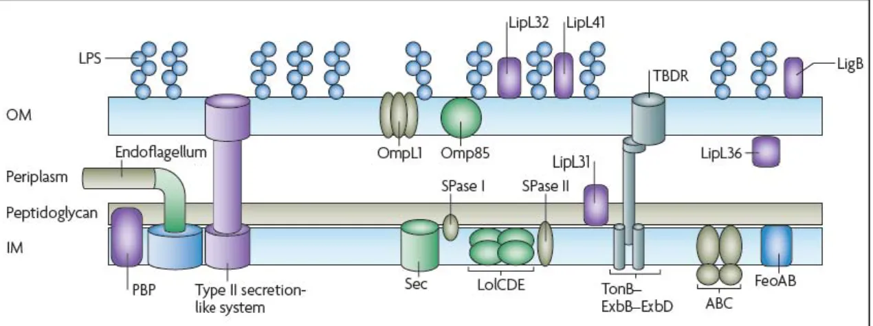 Figura 4. Parede celular de Leptospiras. OM: membrana externa (do inglês outer membrane) e IM: 