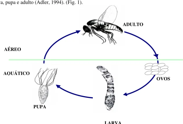 Figura 1- Ciclo de vida de espécies de Simuliidae com quatro estágios de desenvolvimento