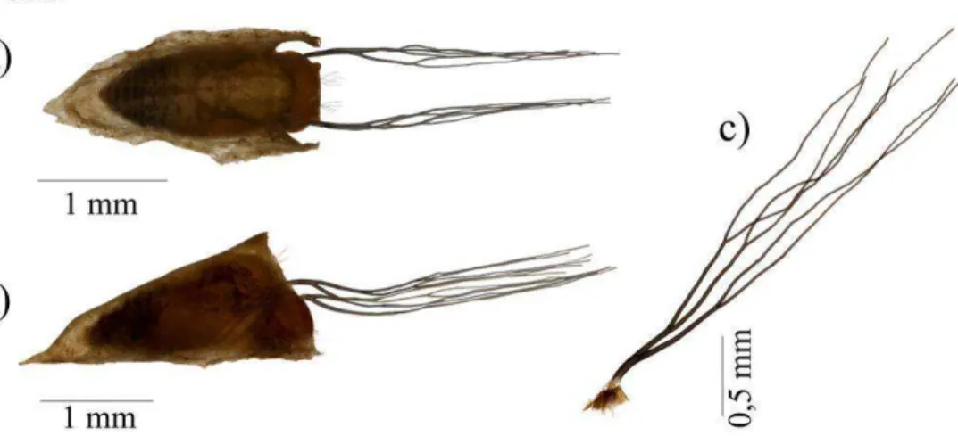 Figura  3-Simulium  jujuyense  (Diptera:  Simuliidae).  Pupa,  aspecto  geral:  a)  vista  dorsal  e;  b)  lateral; c) filamentos branquiais com seis ramos