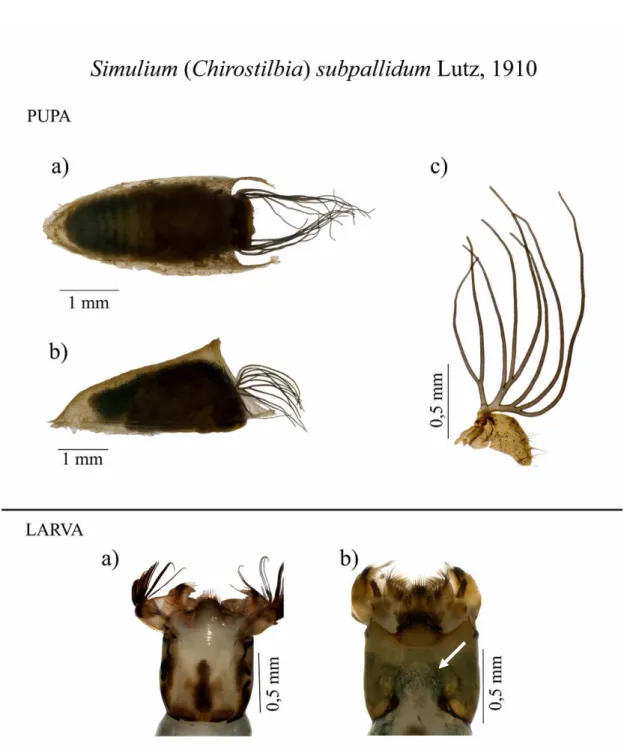 Figura 4 -  Simulium subpallidum (Diptera: Simuliidae). Pupa: a) vista dorsal; b) vista lateral; c)  filamentos branquiais com oito filamentos