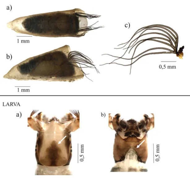 Figura 6- Simulium pertinax (Diptera: Simuliidae). Pupa, aspecto geral: a) vista dorsal; b) vista  lateral;  c)  filamentos  branquiais  com  oito  ramos
